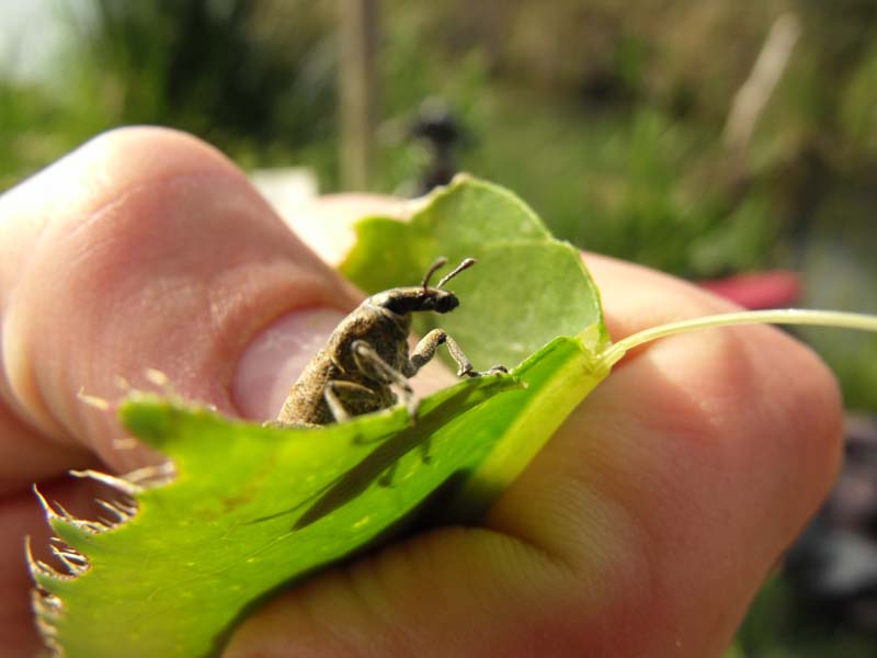 Curculionidae maremmano da ID